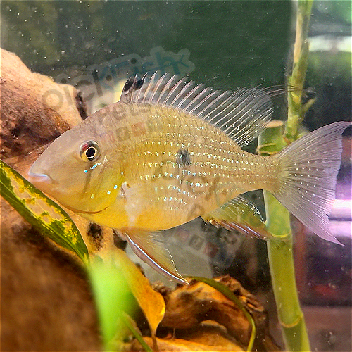 Threadfin Acara Cichlid / Threadfin Geophagus Acarichthys heckelii