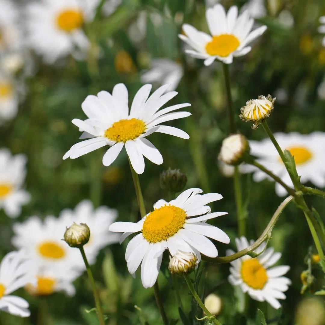 🍀 Oxeye daisy Care 101 Water, Light & Growing Tips