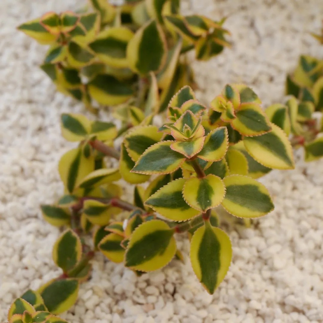   How to Grow and Care for Variegated trailing Jade plant