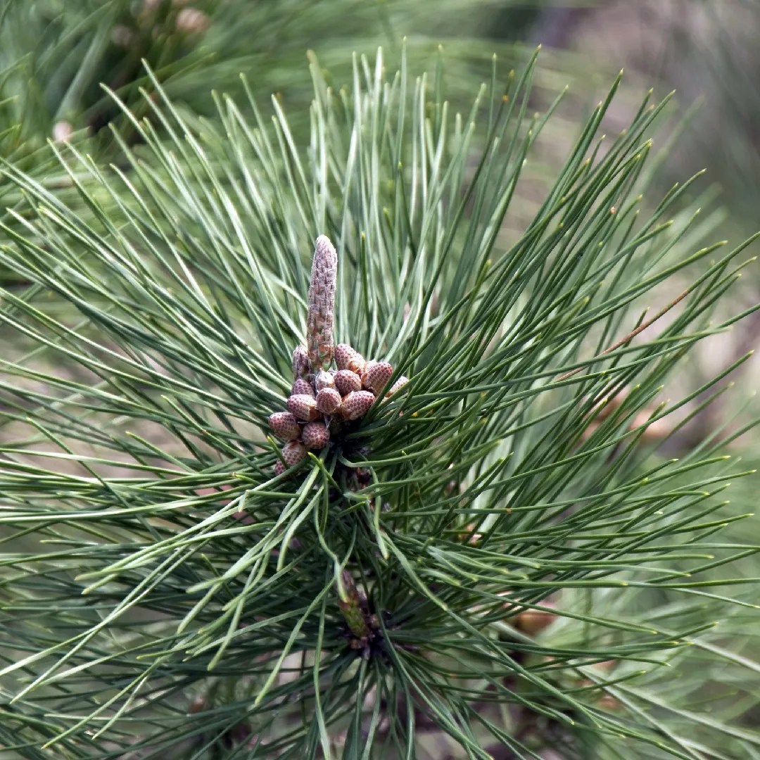 Pinus massoniana (Pinus massoniana) PictureThis