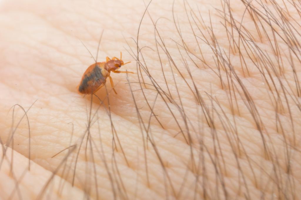 Bed Bugs & Fleas Pest Control Pied Piper Pest Control