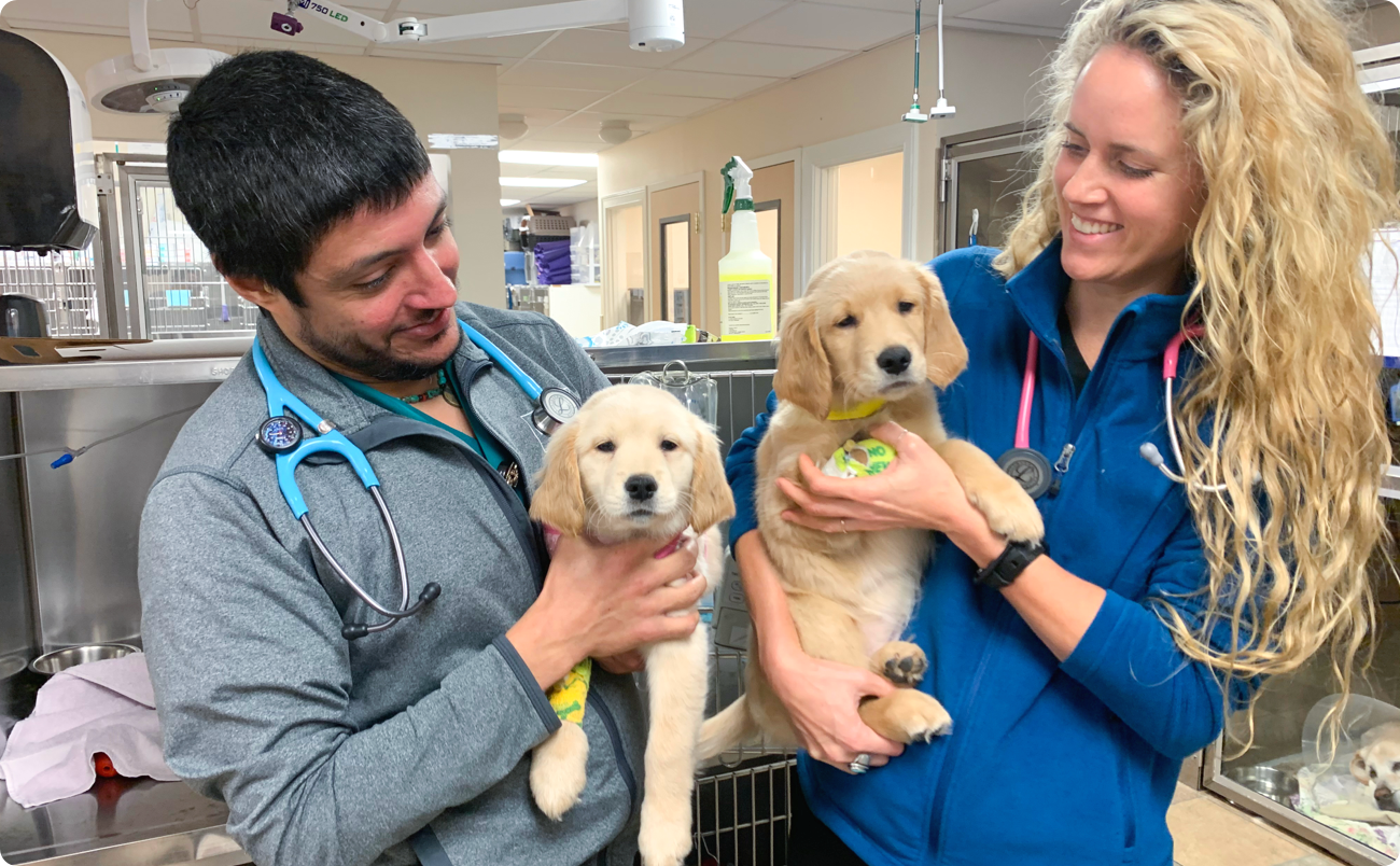 Stratford CT Veterinary Hospital Pieper Veterinary