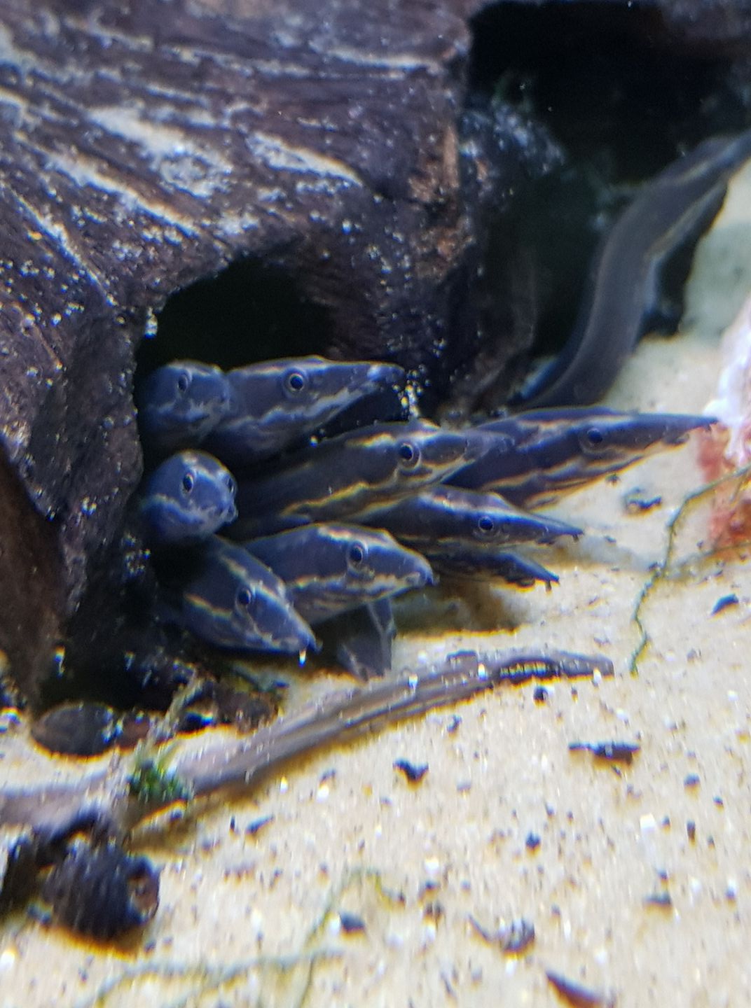 Fire Eel XXXL HIGH GRADE super red Pier Aquatics