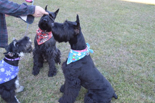 Giant Schnoodle Breeders & Puppies for Sale in Raleigh NC Pierce
