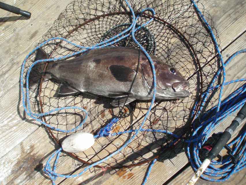 Giant (Black) Sea Bass Pier Fishing in California