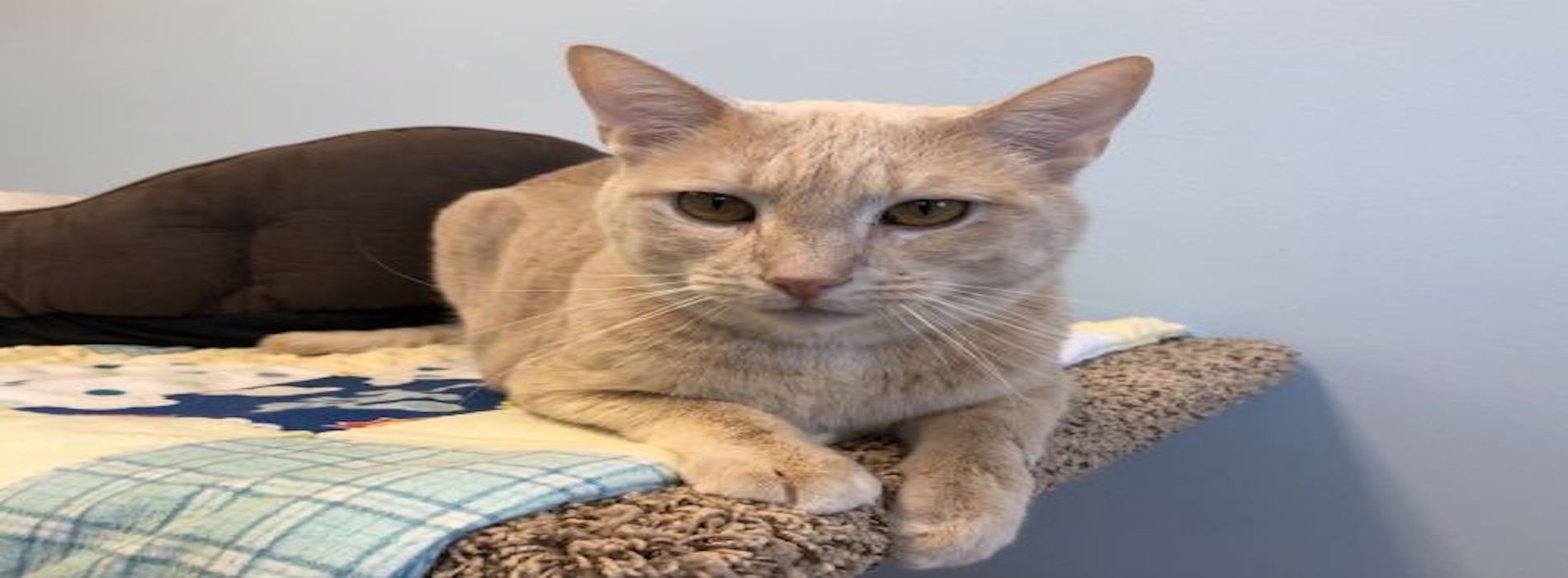 Paws Animal Rescue Pierre/Fort Pierre, SD