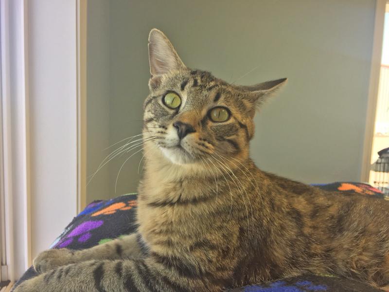 Chester Paws Animal Rescue, Pierre SD