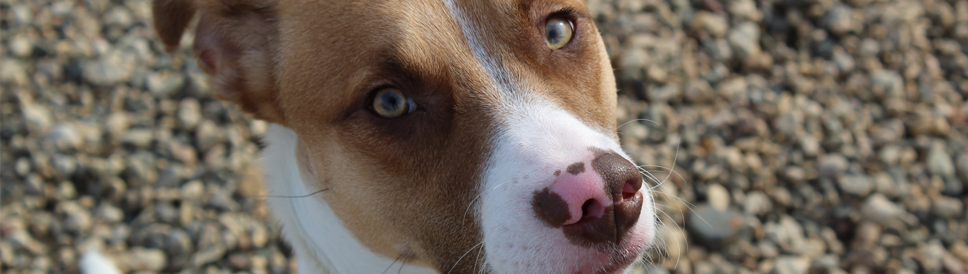 Community Pride Paws Animal Rescue, Pierre SD