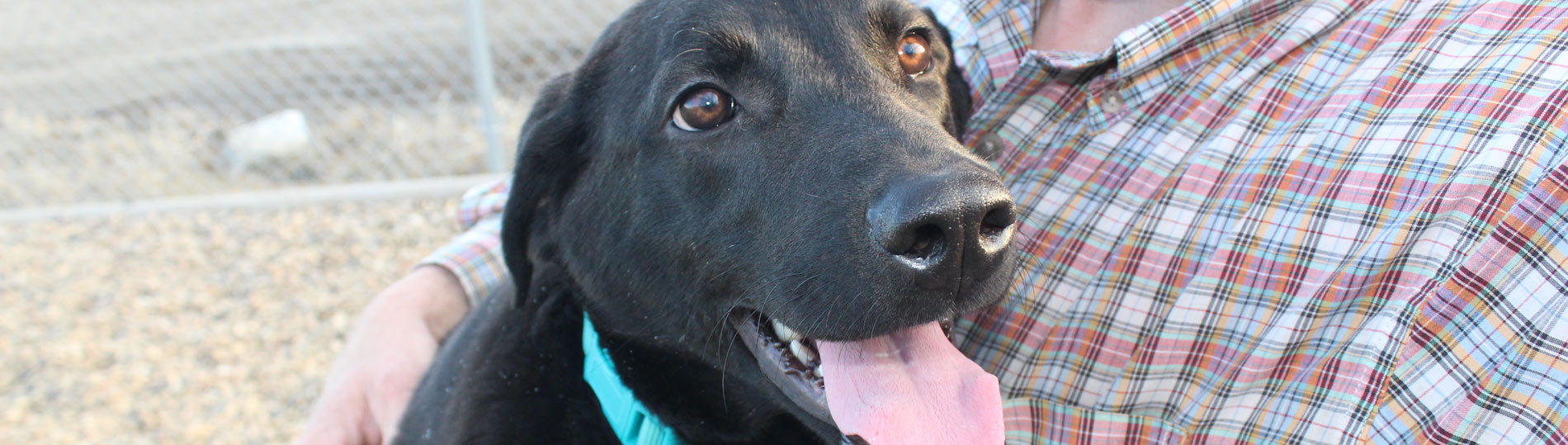 What You Should Know Paws Animal Rescue, Pierre SD