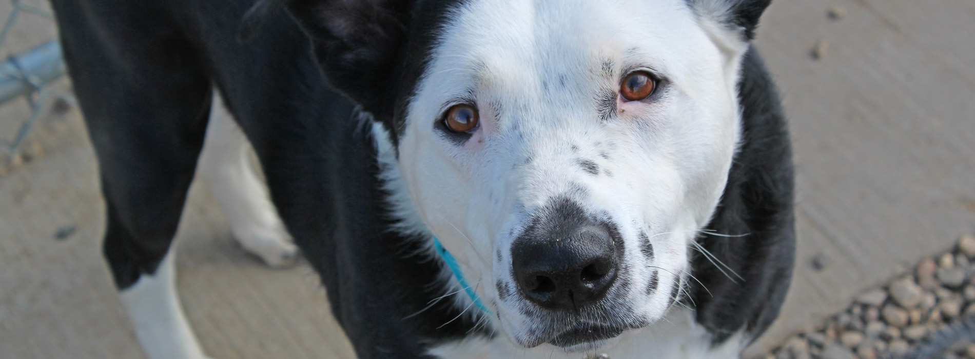 OttoMainSLide Paws Animal Rescue, Pierre SD