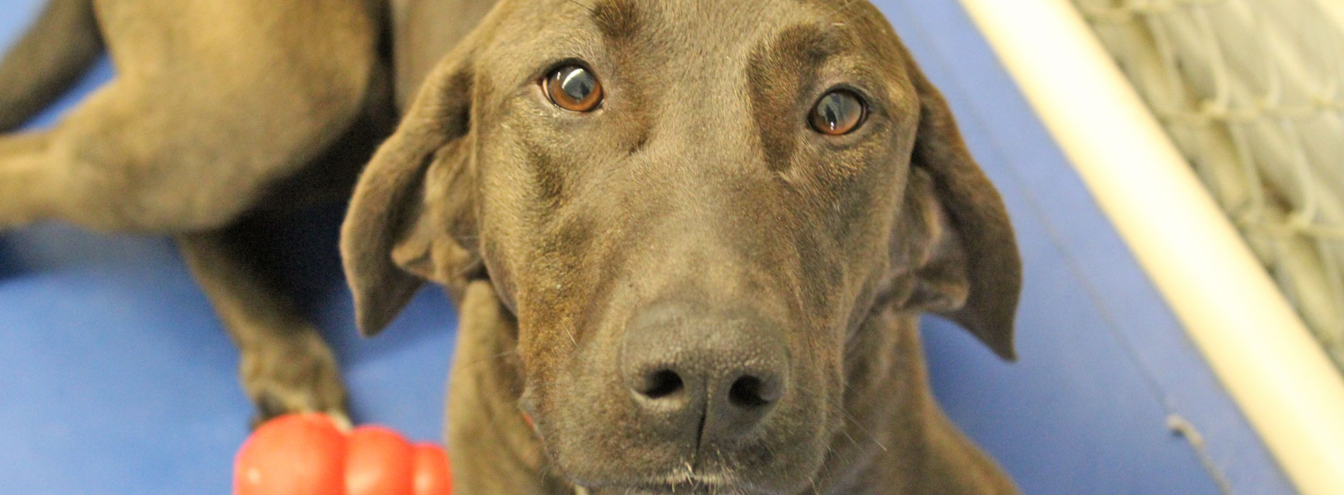 SableMainSlide Paws Animal Rescue, Pierre SD