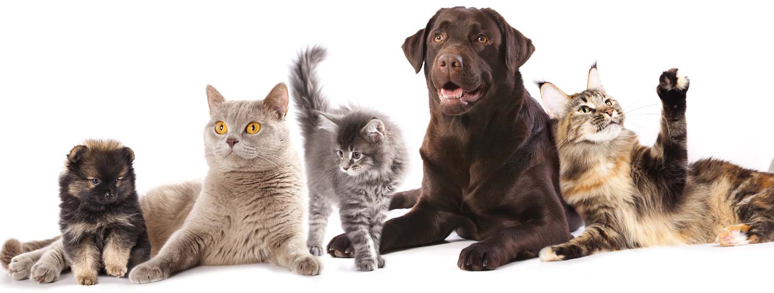 Available Pets Paws Animal Rescue, Pierre SD