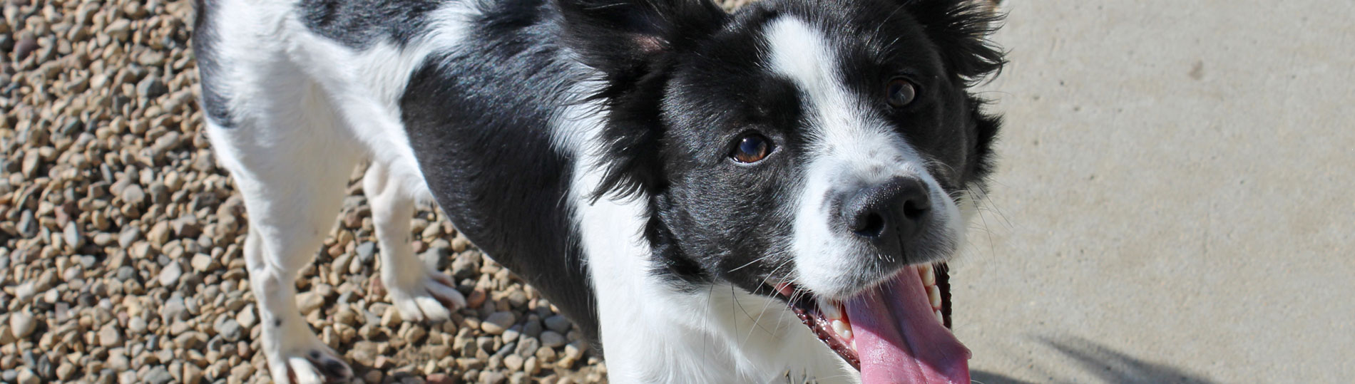 pixieslide Paws Animal Rescue, Pierre SD