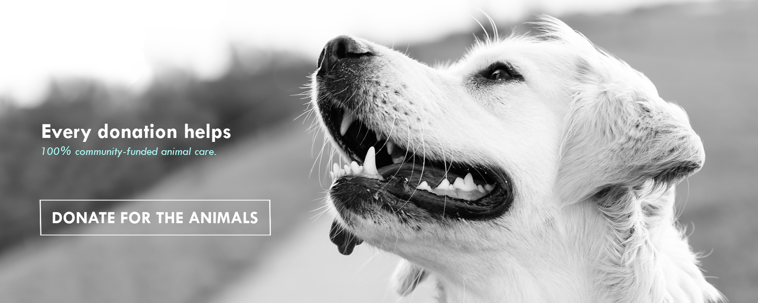 Donate to PAWS Animal Rescue