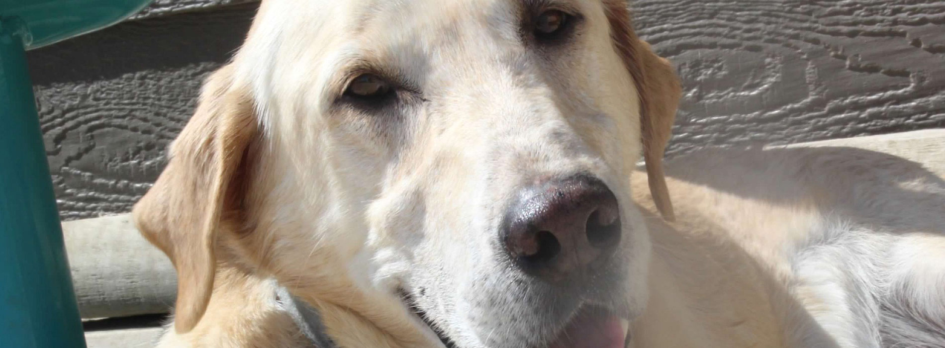 slide2 Paws Animal Rescue, Pierre SD