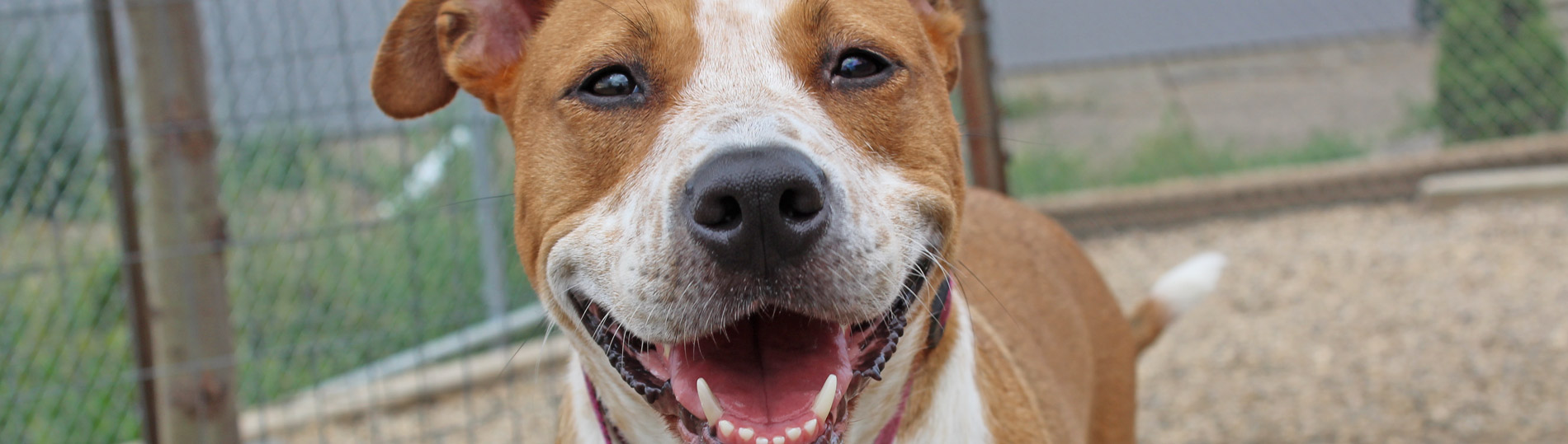 Contact Us PAWS Animal Rescue