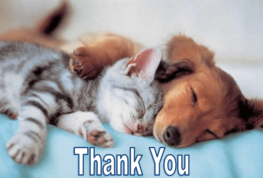 thankyou Paws Animal Rescue, Pierre SD