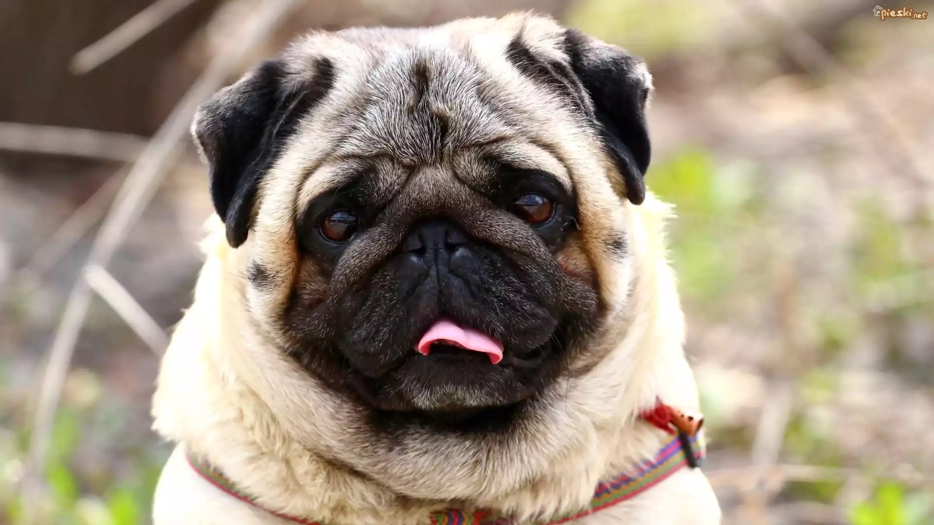 Pies Pies, Mops, Język