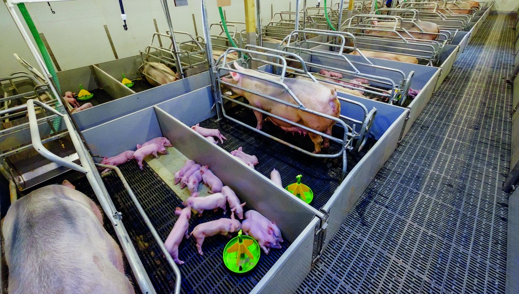 The farrowing crate conundrum Pig World