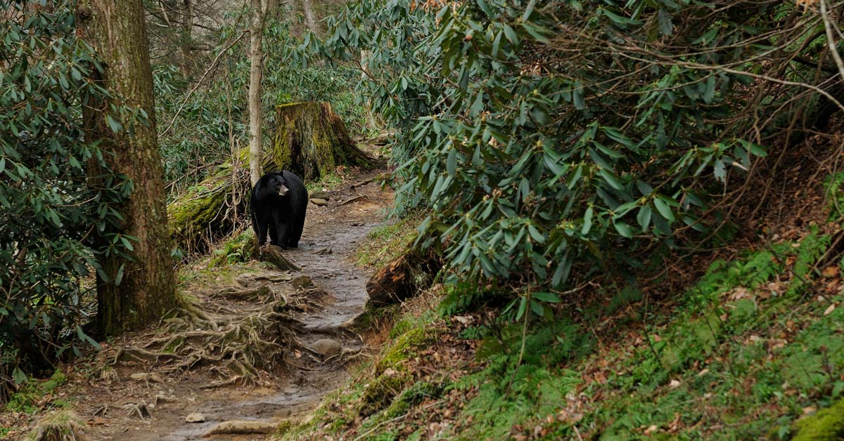 All About Black Bears in the Smoky Mountains Gatlinburg, TN