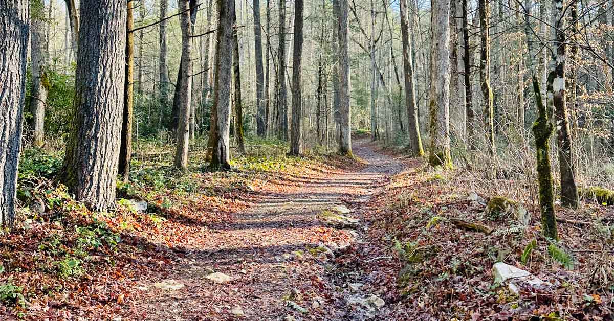Cooper Road Trail Smoky Mountain Hikes