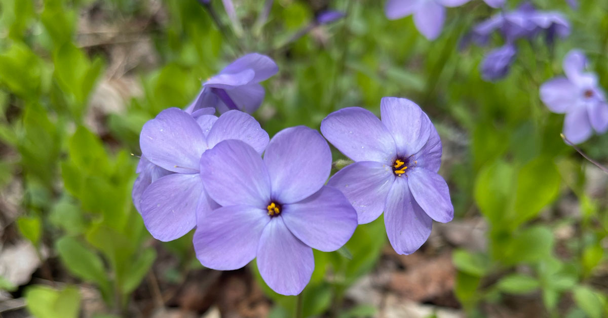Smoky Mountain Wildflowers When And Where To Find Them