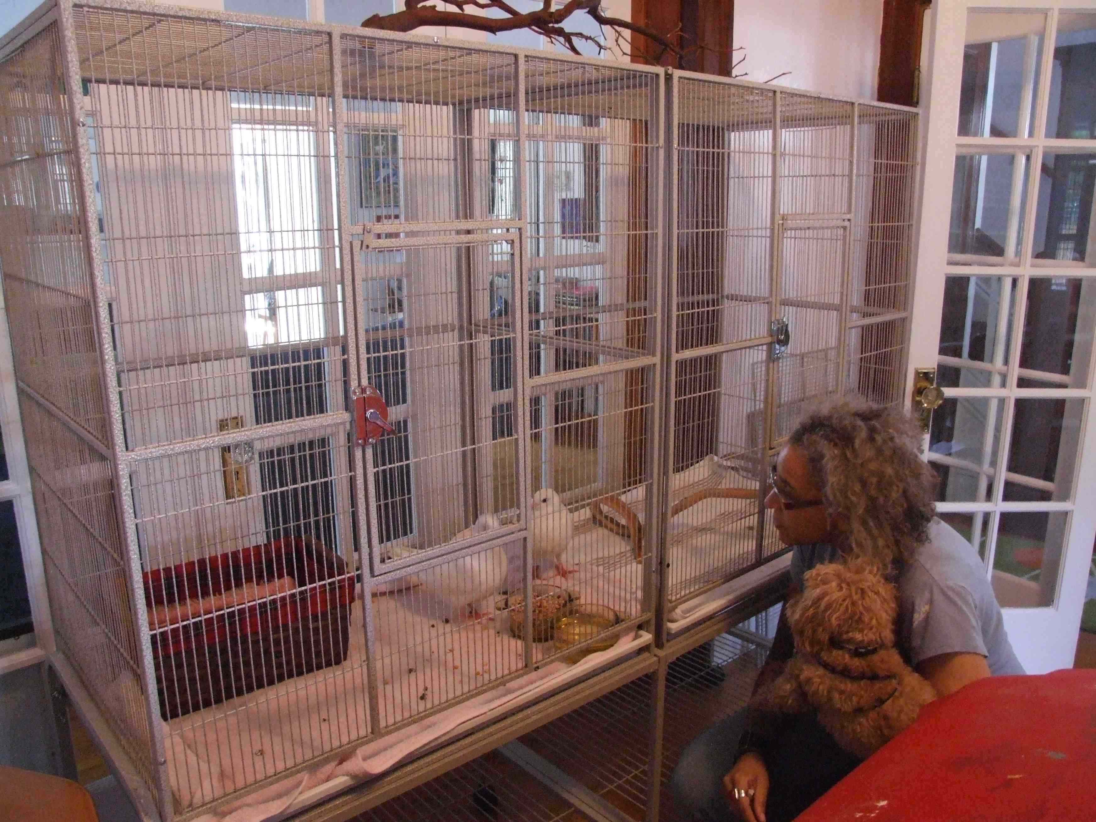 Pigeons As Pets Outside or Indoors