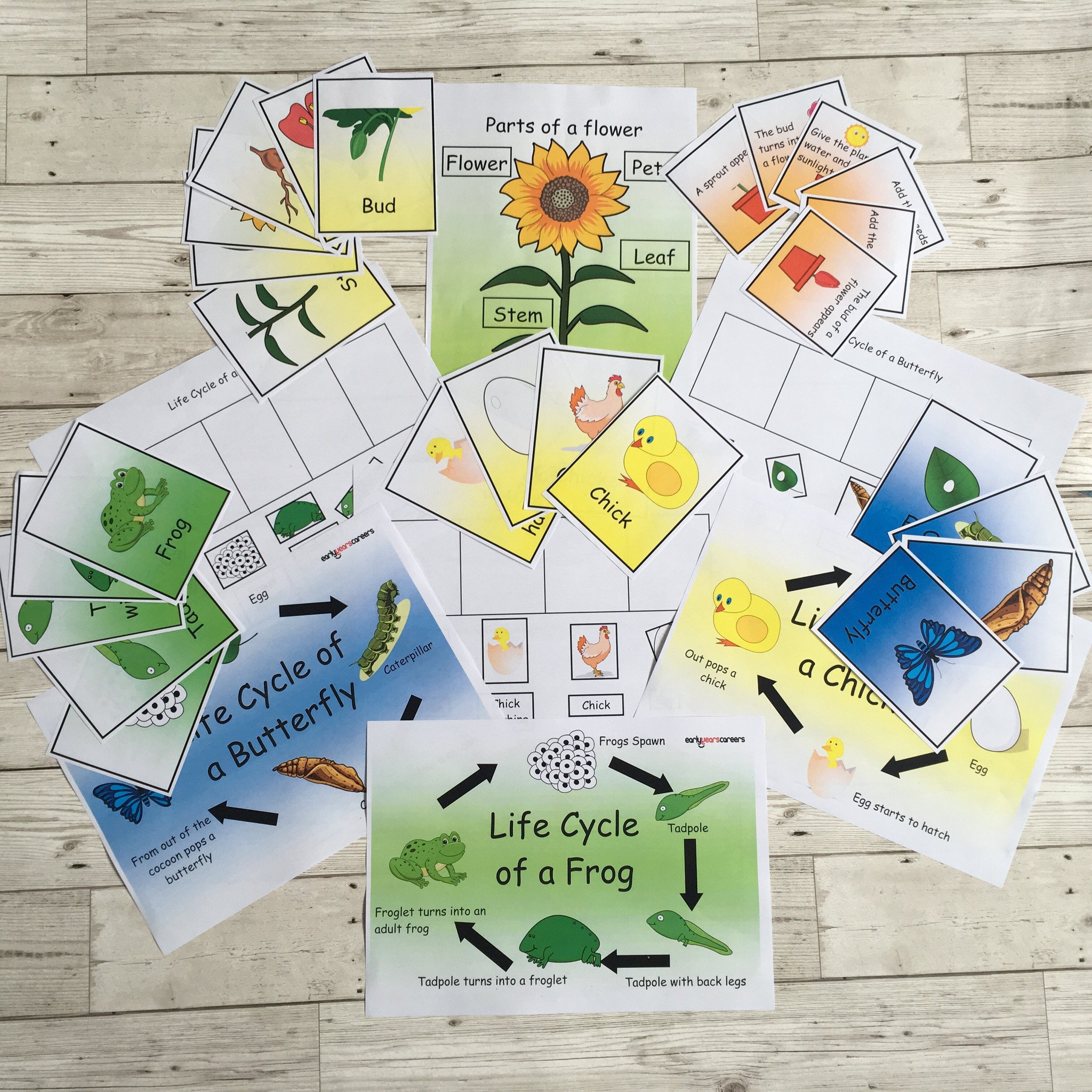 Life Cycle Activity Pack Piggledots