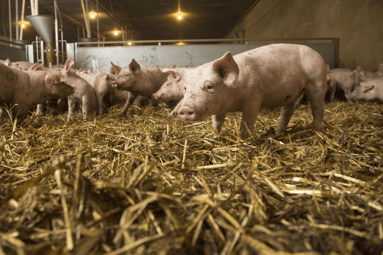 The role of zinc in piglet health Pig Progress