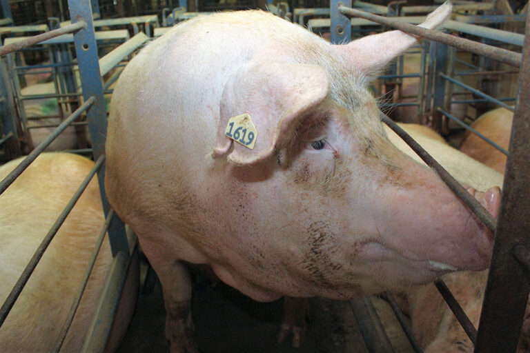 Prop 12 California cage ban turns into legal battle Pig Progress