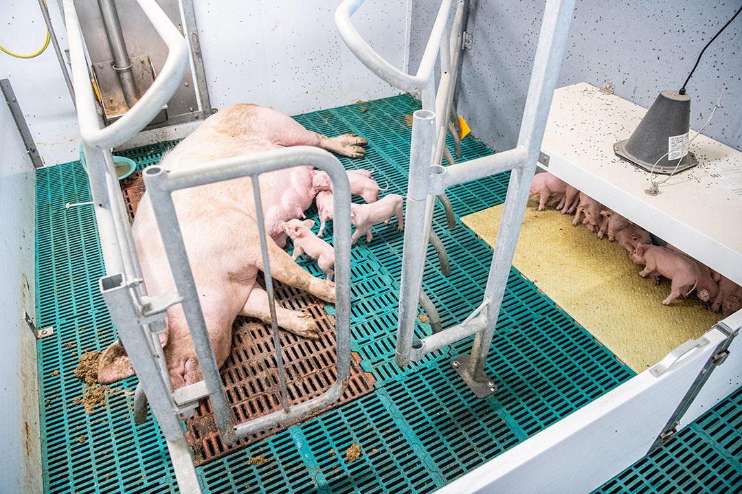 Farm visit Customising a new freerange farrowing barn