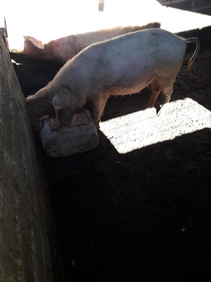 28 x Slaughter pigs for sale