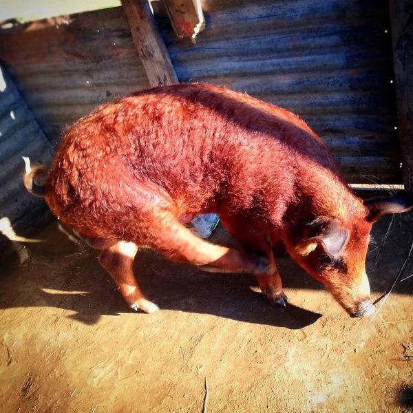 Pure duroc boar for sale