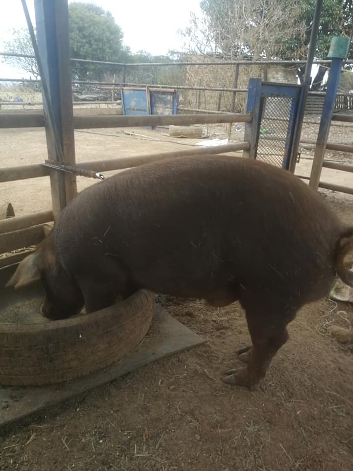 Duroc x Landrace boar for sale