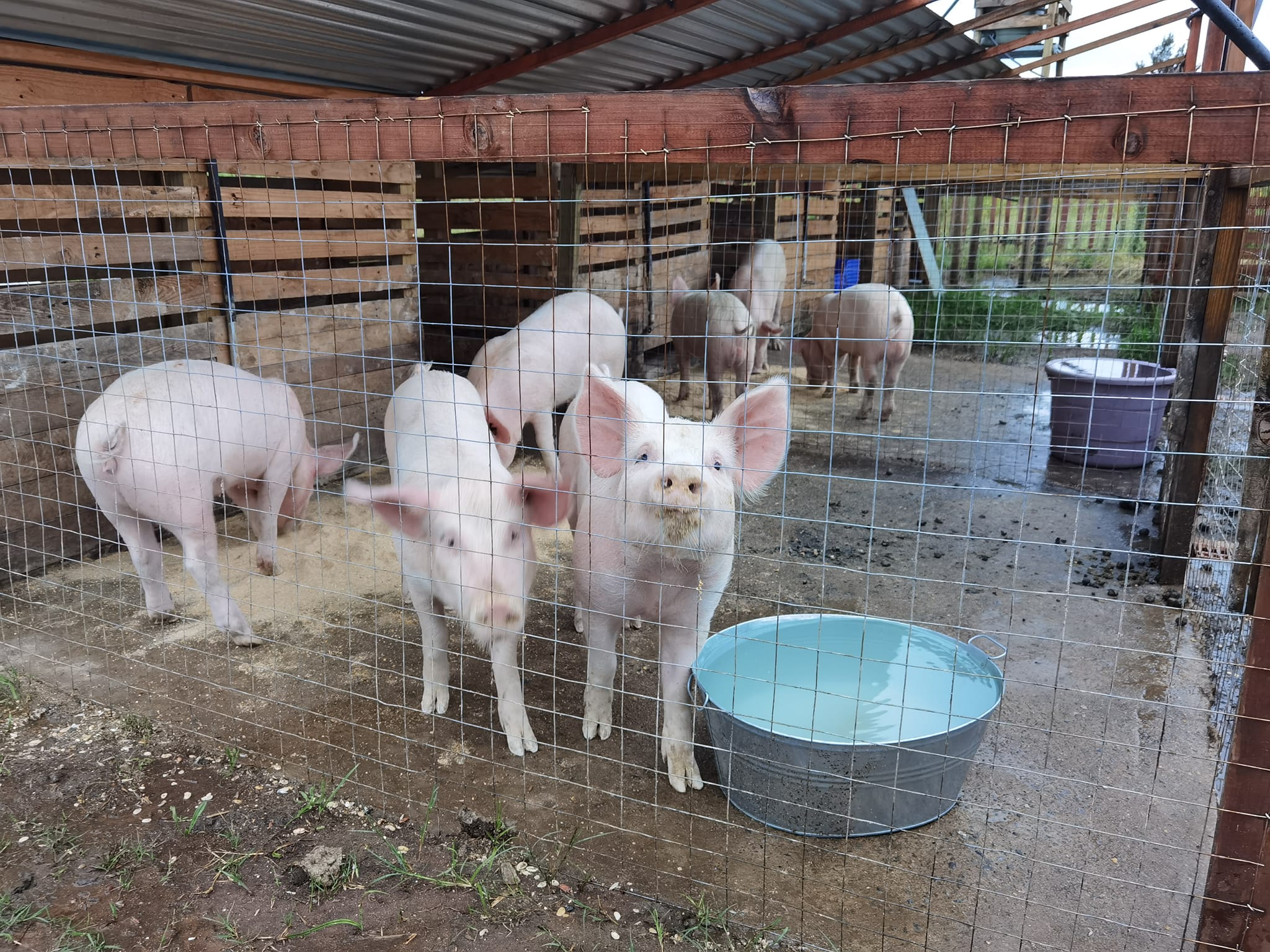7x Camborough pigs for sale