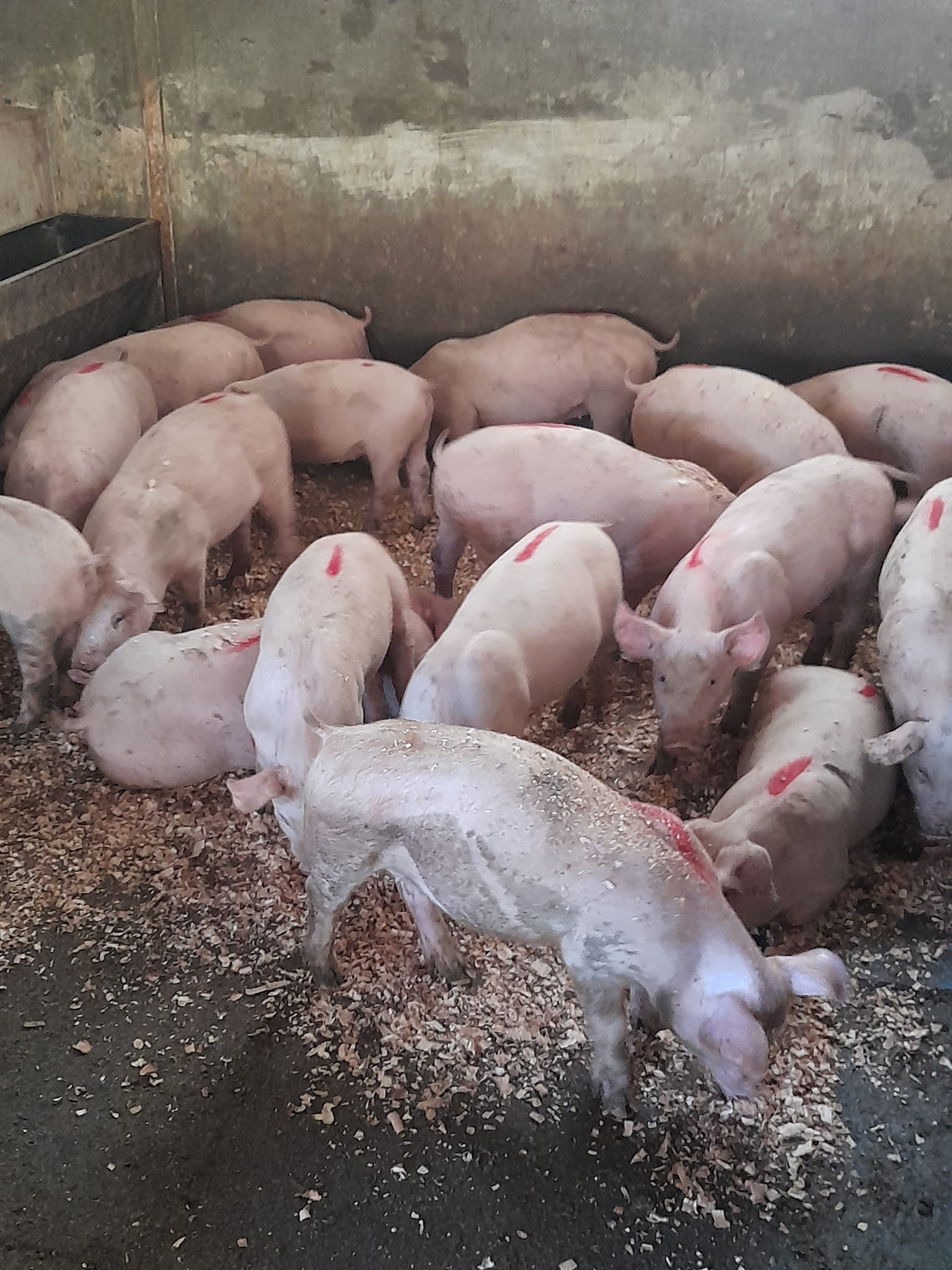 40 x Piglets for sale (10 weeks old)