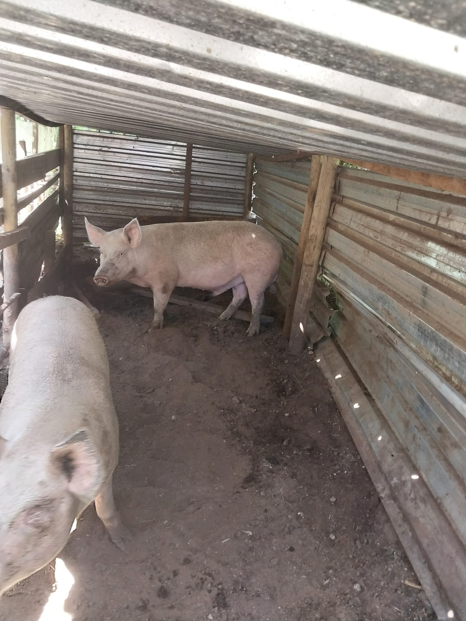2 x Slaughter landrace pigs for sale
