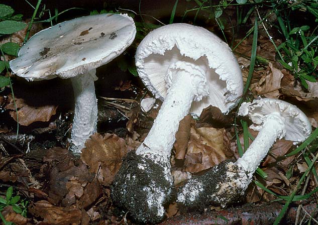 Amanita strobiliformis Fransiger Wulstling