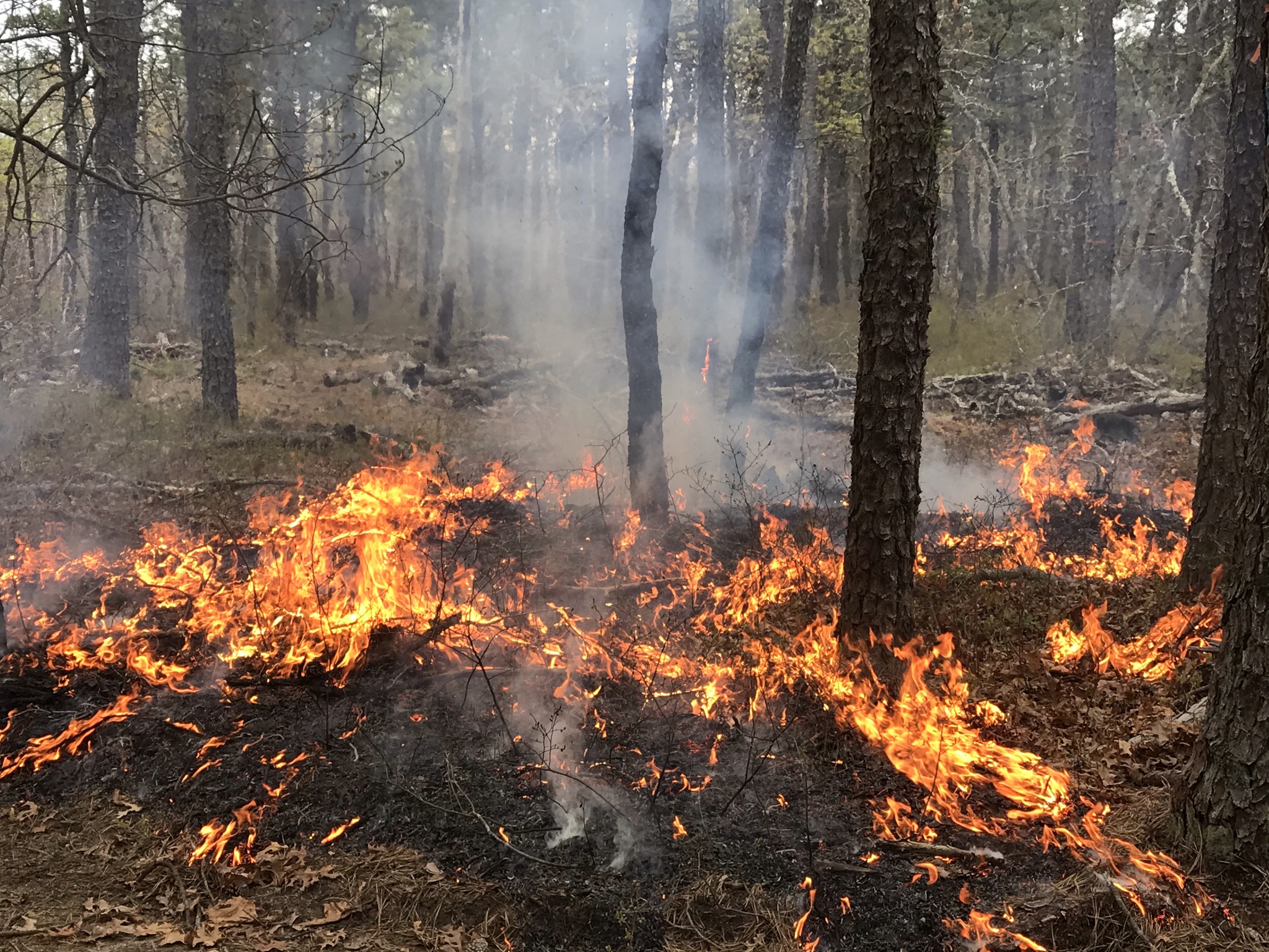 Fire Keeps the “Pine” in “Pine Barrens”
