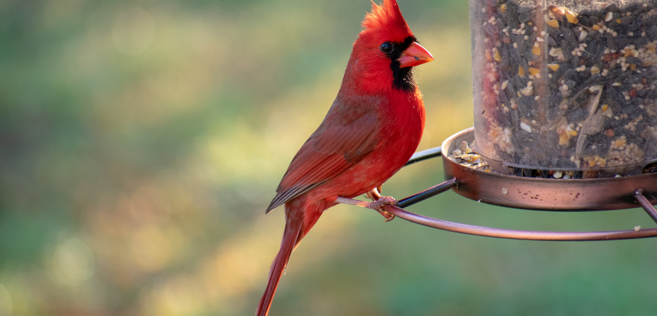 Backyard Birding for Beginners