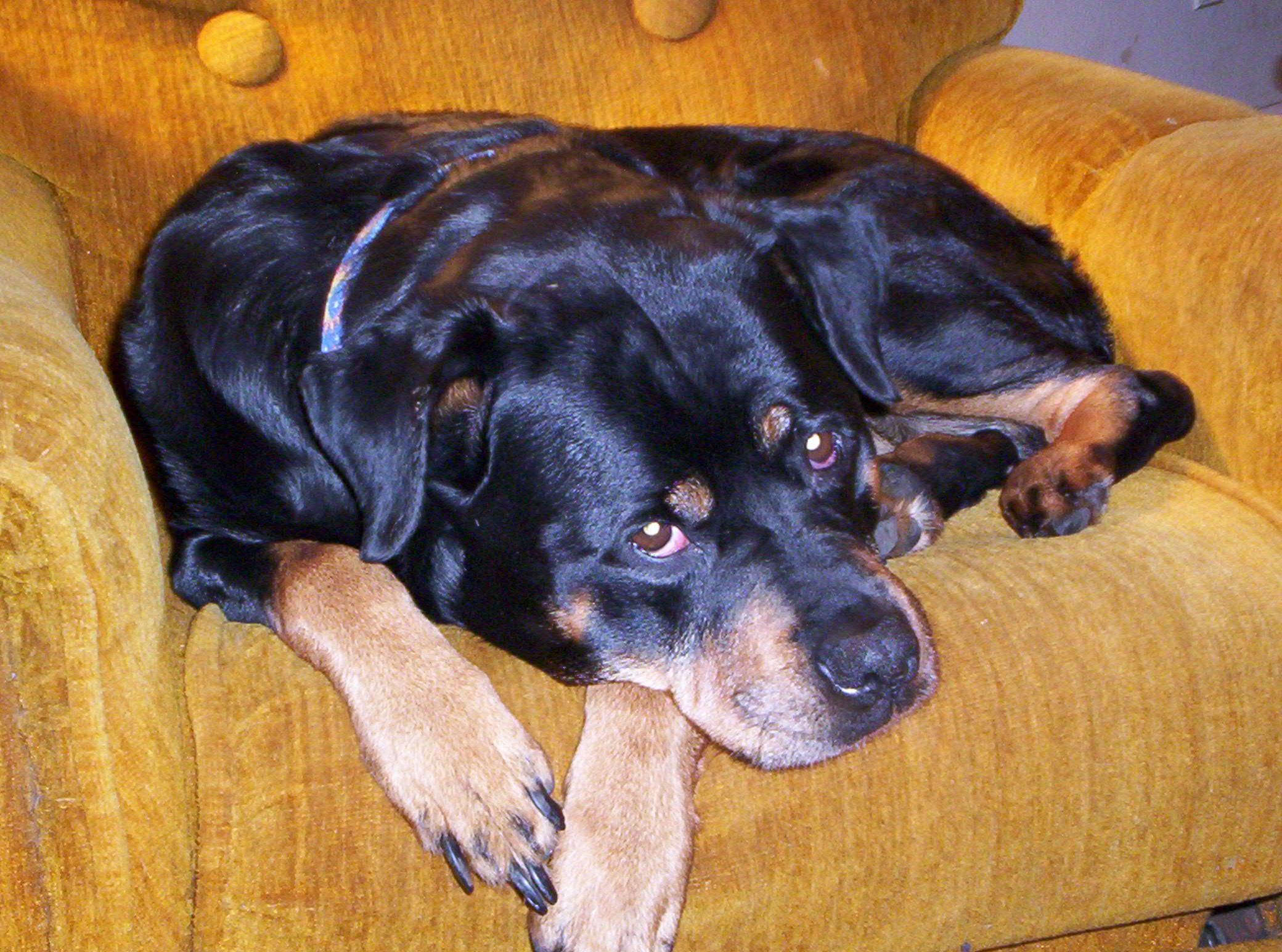 Pinebush Kennels, Albany, NY offers boarding, grooming, and obedience