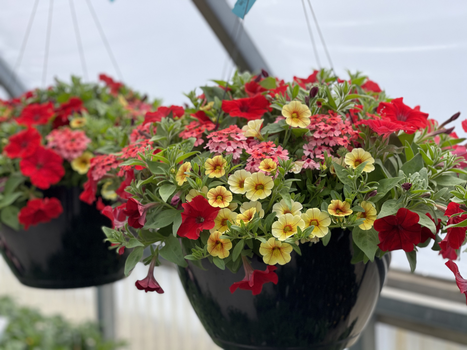 What is "Hardening Off" and why is it important? Pine Lane Nursery