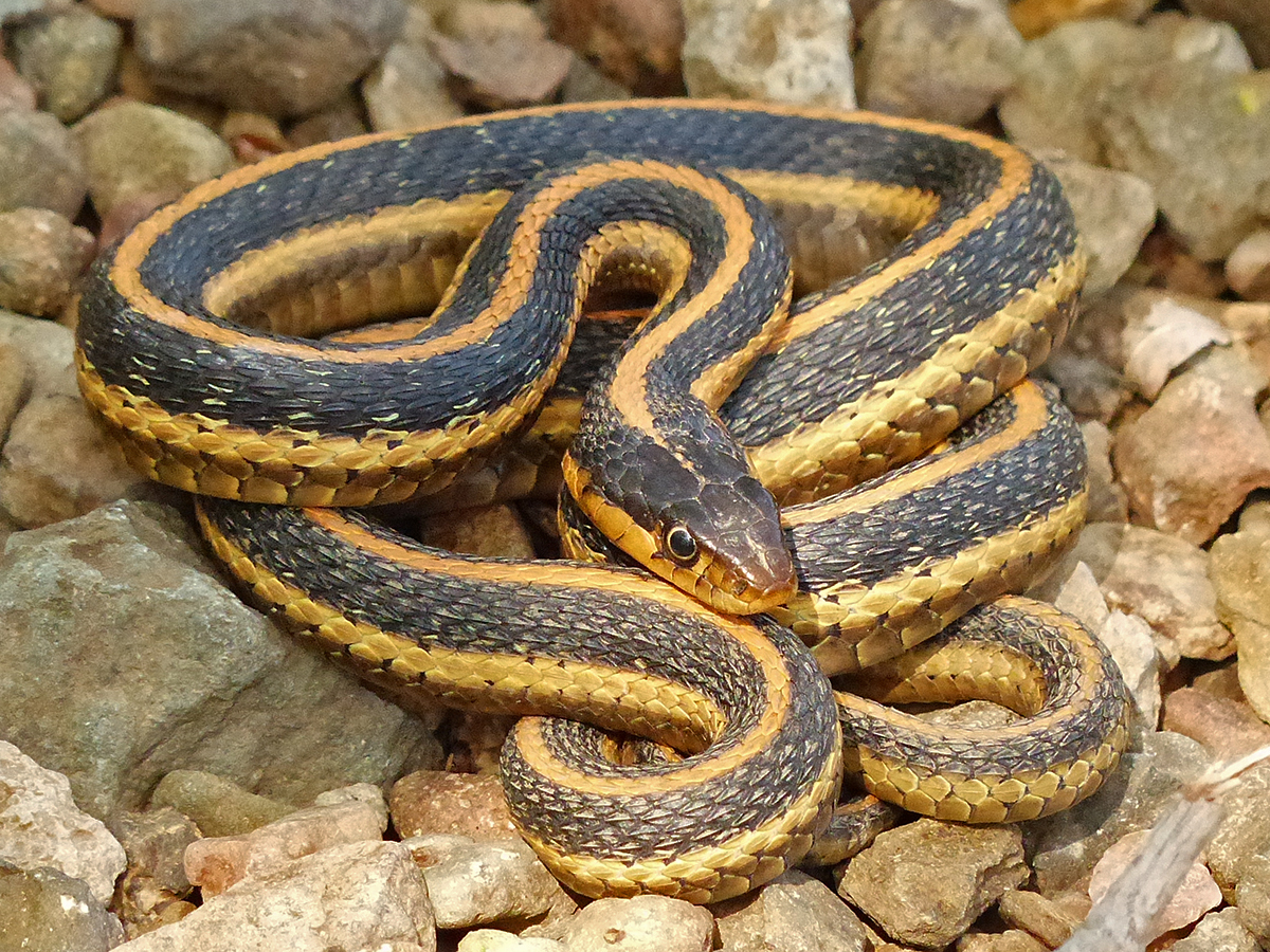 Mountain Garter Snake Life List Blog Posts