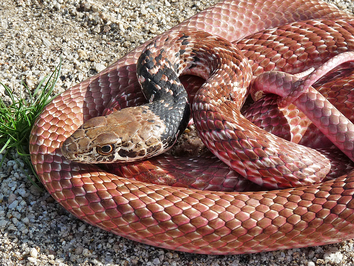 Red Racer Life List Blog Posts(07)