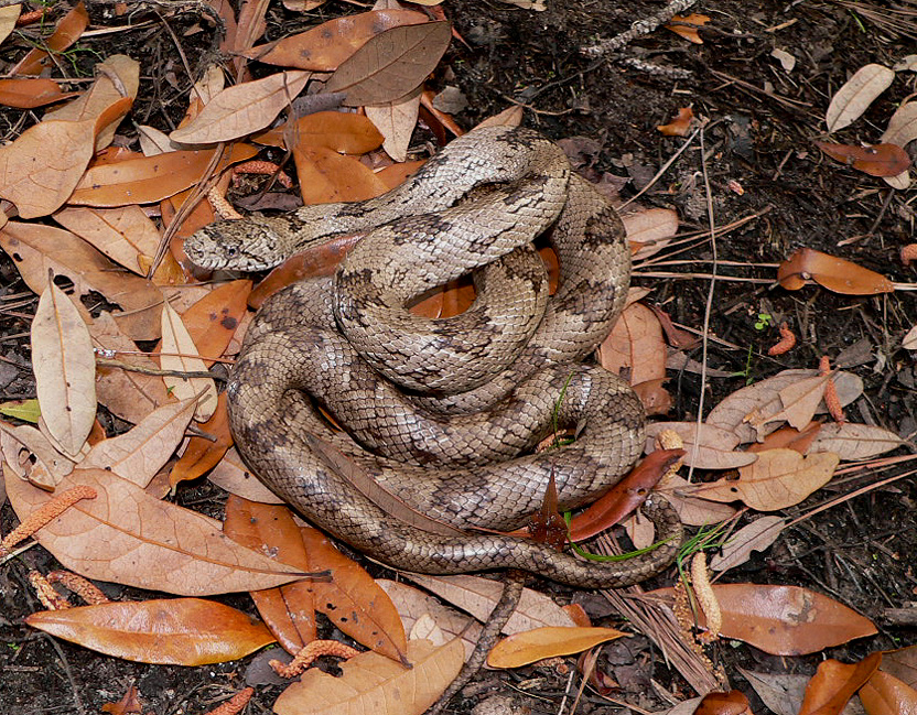 Oak Snake, Herps Pinterest Snakes and