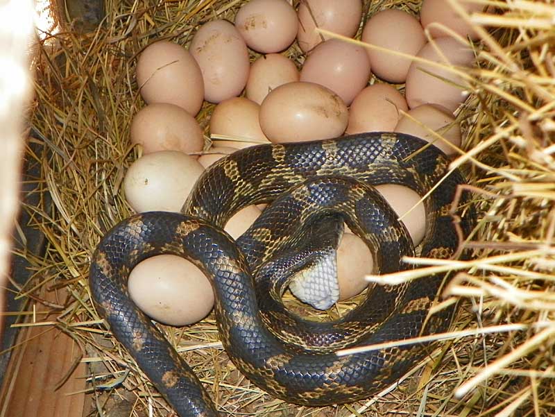 Non toxic wood preservative for chicken coop, chicken shed theatre