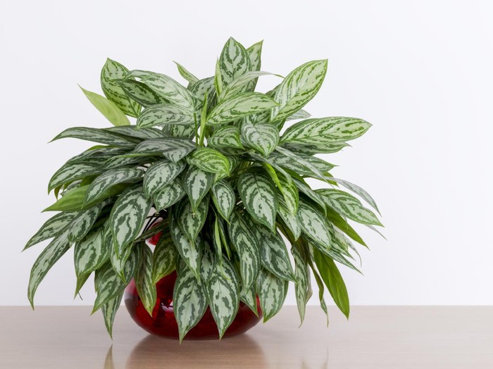 Jenis Tanaman Hias Daun dan Gambarnya