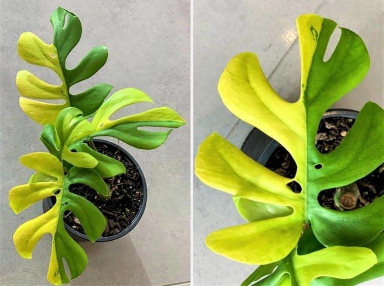 Jenis Philodendron Termahal Hingga Termurah untuk Taman Rumah