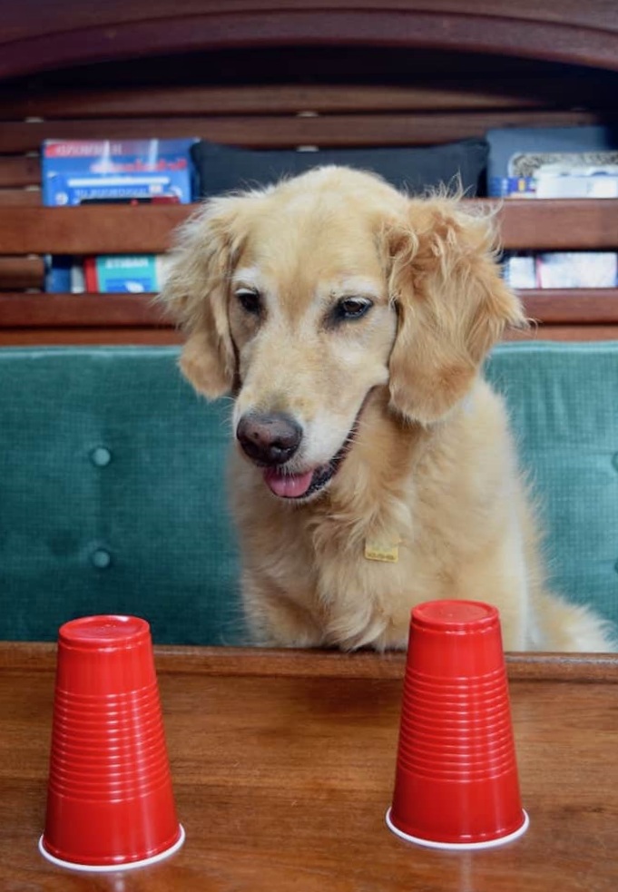 11 Super Fun Indoor Activities for Dogs