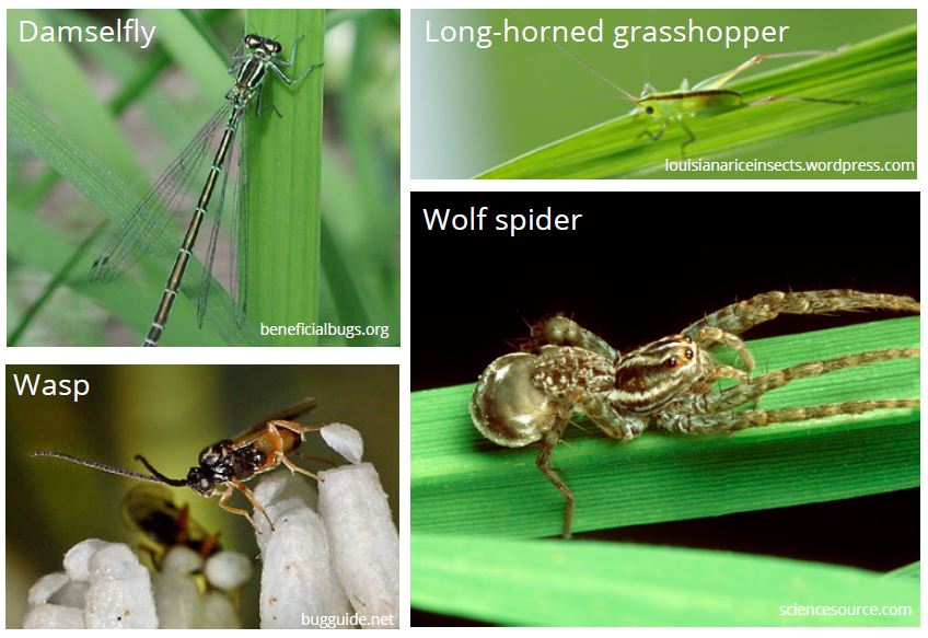 Pest Management Pinoy Rice Knowledge Bank